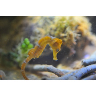 Hippocampus reidi jaune