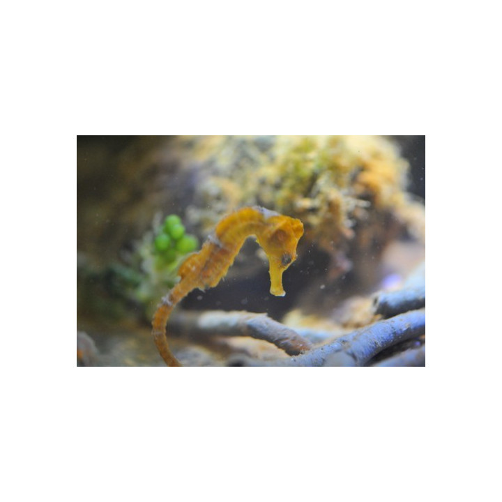 Hippocampus reidi jaune