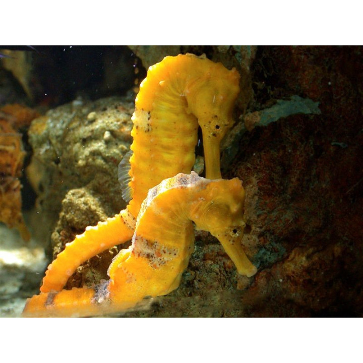 Hippocampus erectus jaune