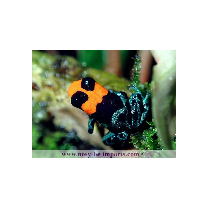 Ranitomeya benedicta