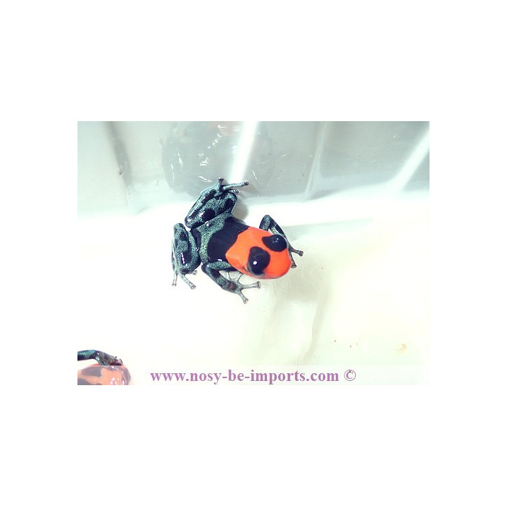 Ranitomeya benedicta