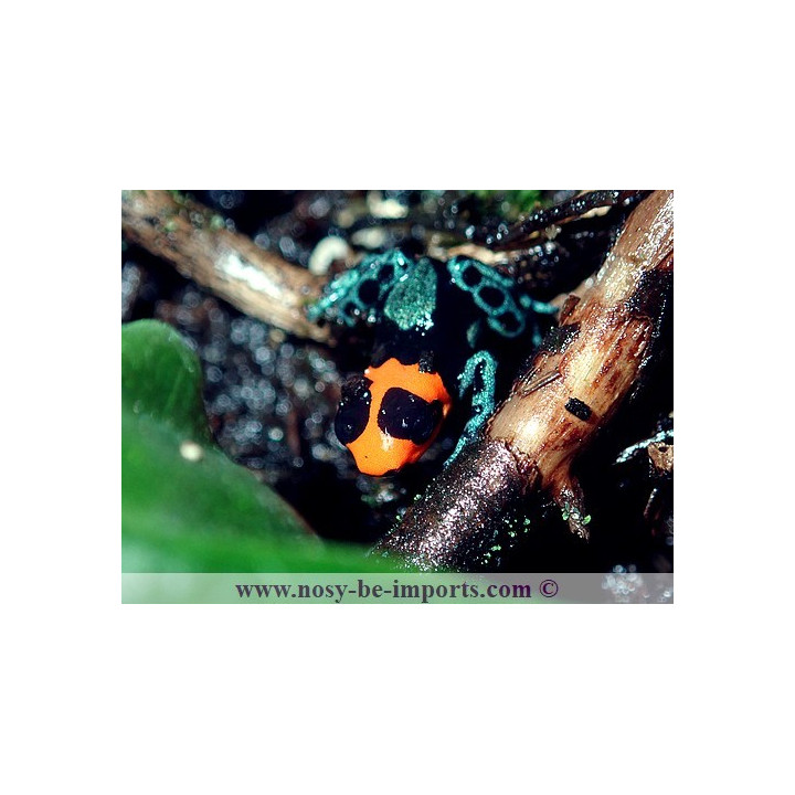 Ranitomeya benedicta
