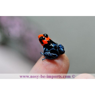 Ranitomeya benedicta