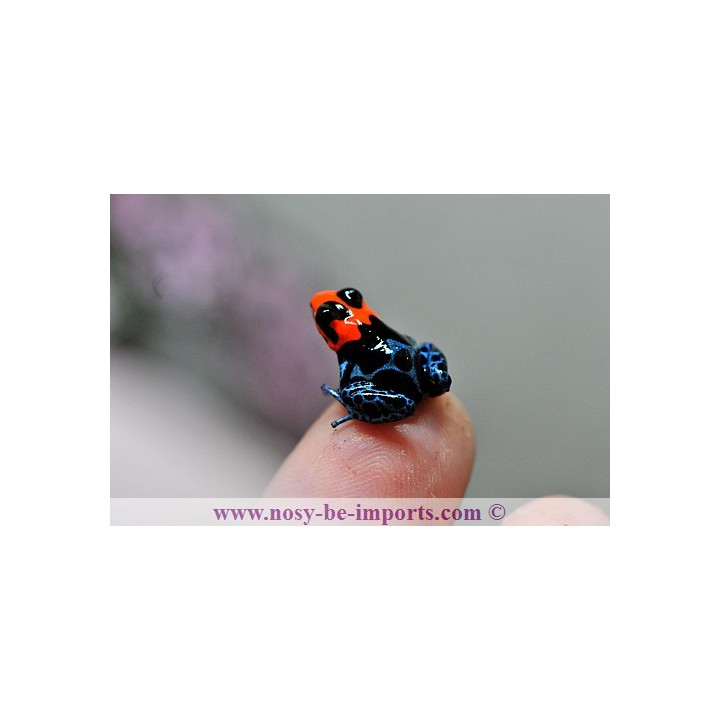 Ranitomeya benedicta