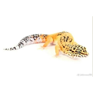 Eublepharis macularius Tangerine