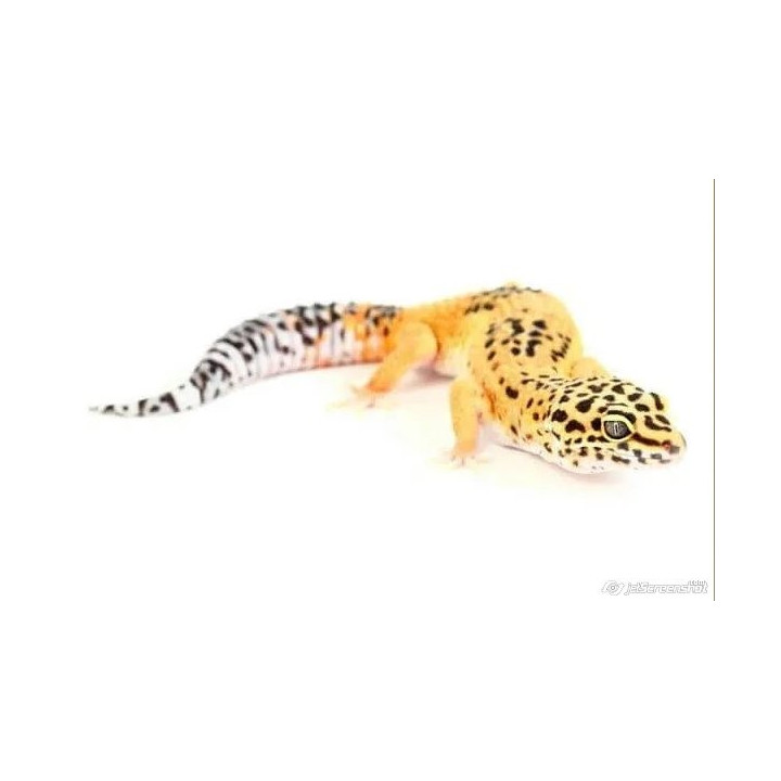 Eublepharis macularius Tangerine