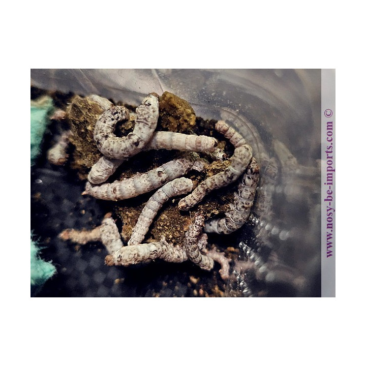 Bombyx Mori - Vers à soie vivant