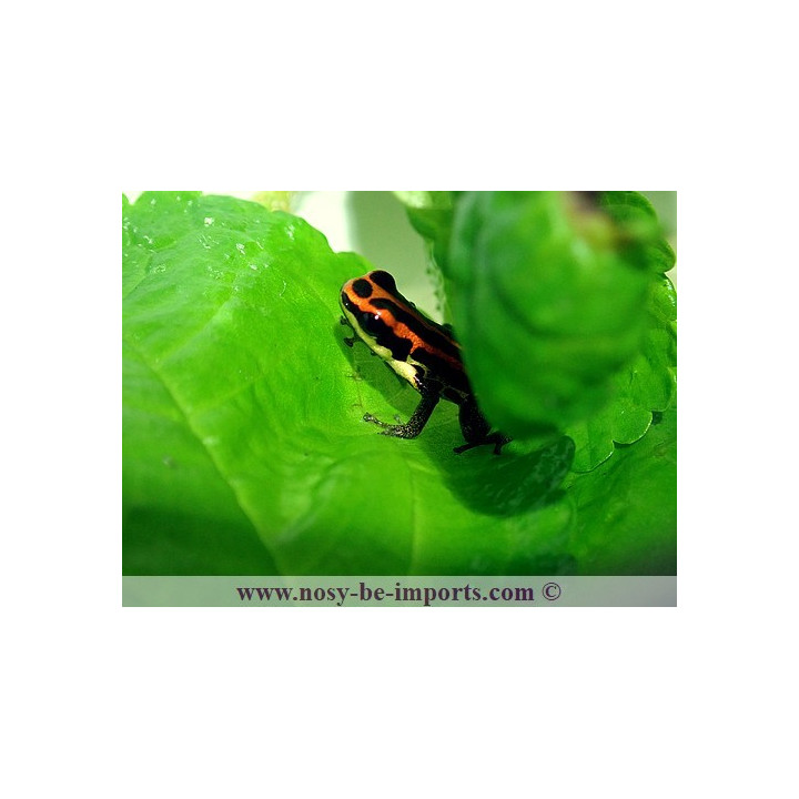 Ranitomeya uakarii
