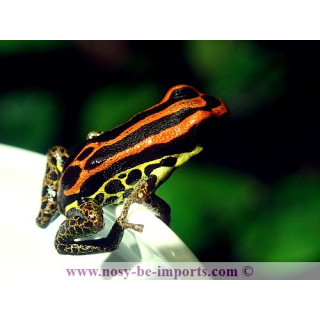 Ranitomeya uakarii