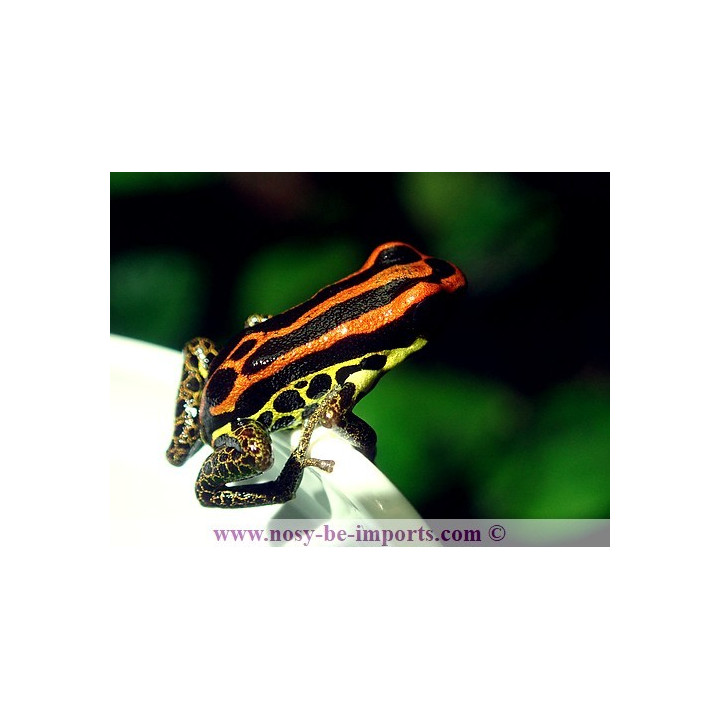 Ranitomeya uakarii