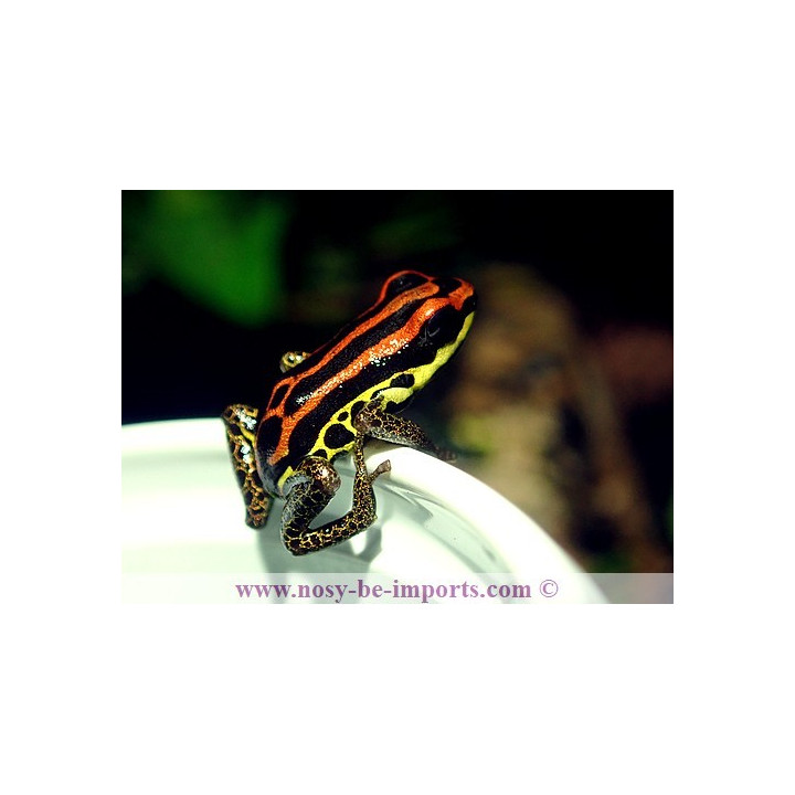 Ranitomeya uakarii