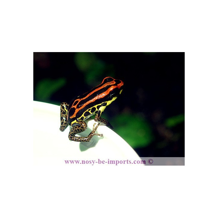 Ranitomeya uakarii