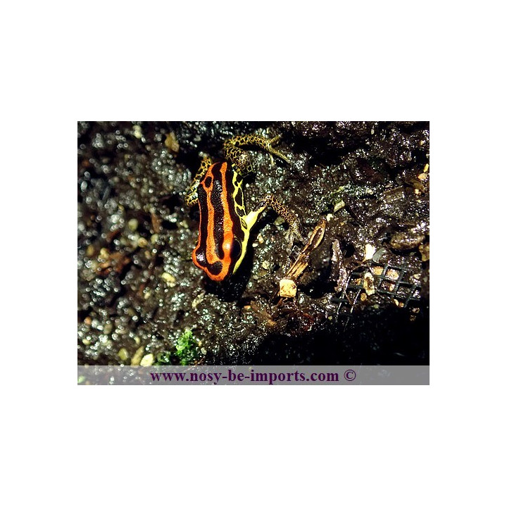 Ranitomeya uakarii