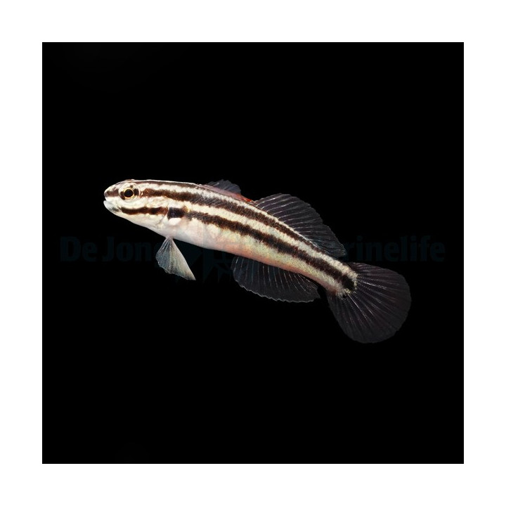 Amblygobius linki