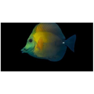Zebrasoma scopas aberrant