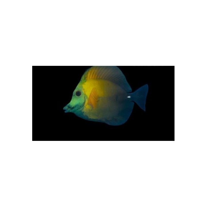 Zebrasoma scopas aberrant