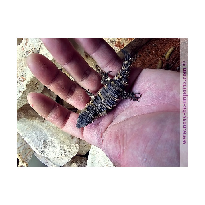 Ouroborus cataphractus