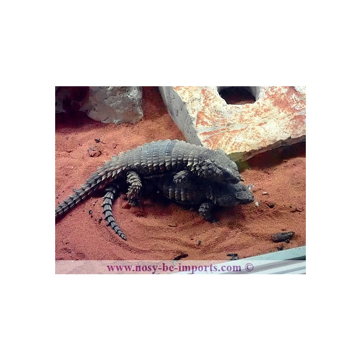 Ouroborus cataphractus