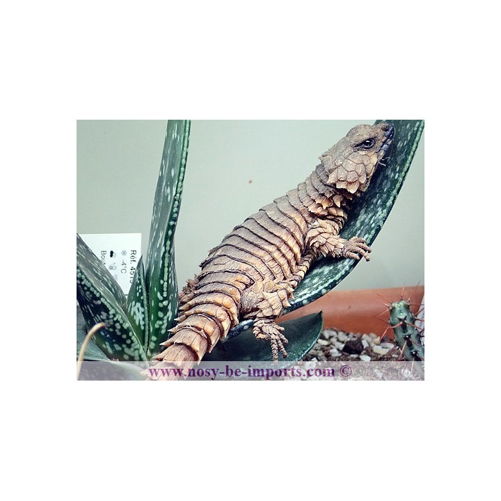 Ouroborus cataphractus