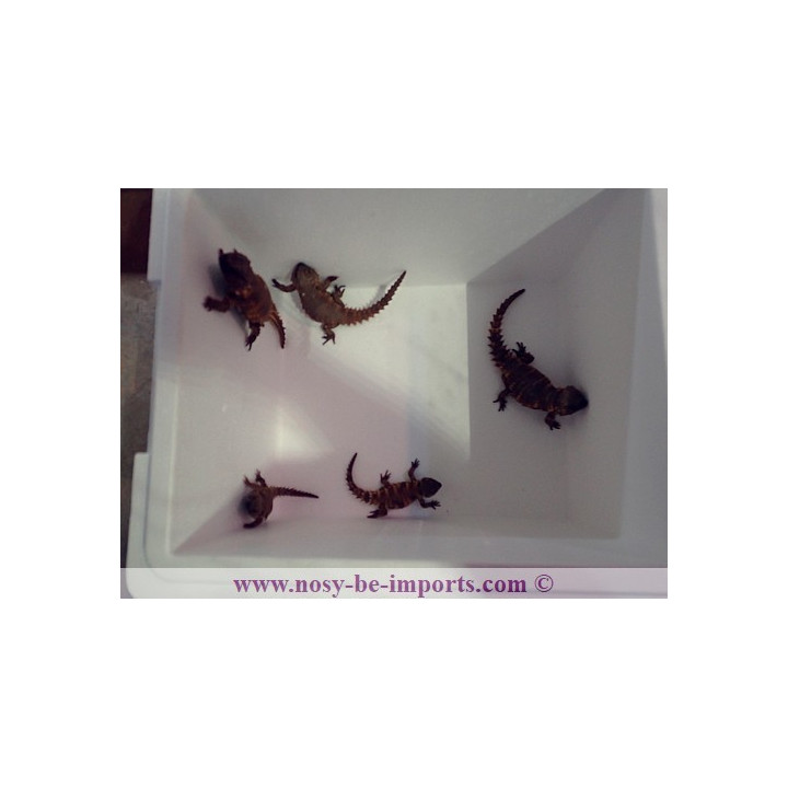 Ouroborus cataphractus