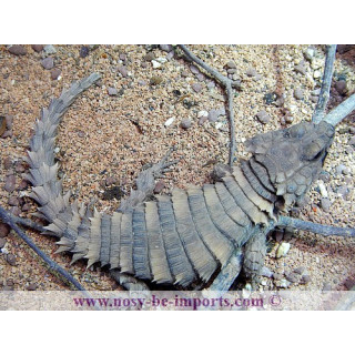 Ouroborus cataphractus