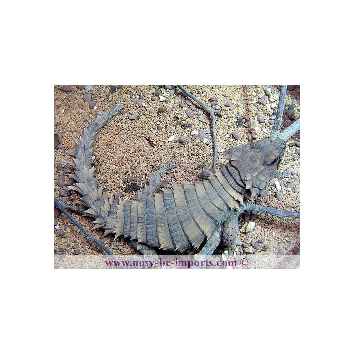 Ouroborus cataphractus