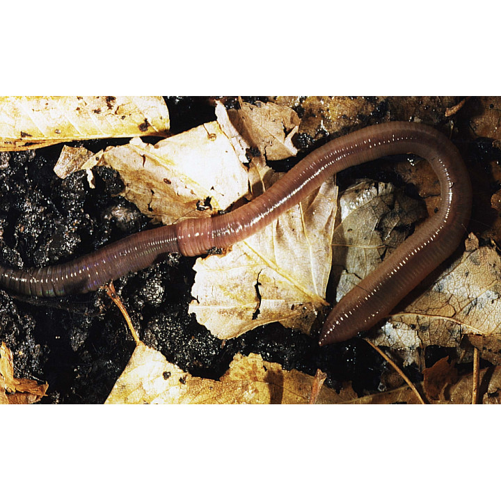 Lumbricus terrestris