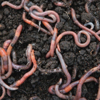 Lumbricus terrestris