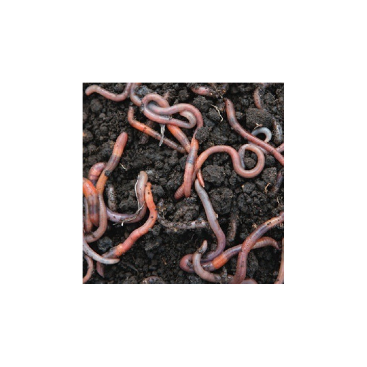 Lumbricus terrestris