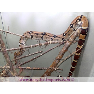 Boa constrictor constrictor Surinam