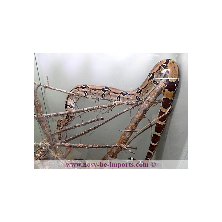 Boa constrictor constrictor Surinam