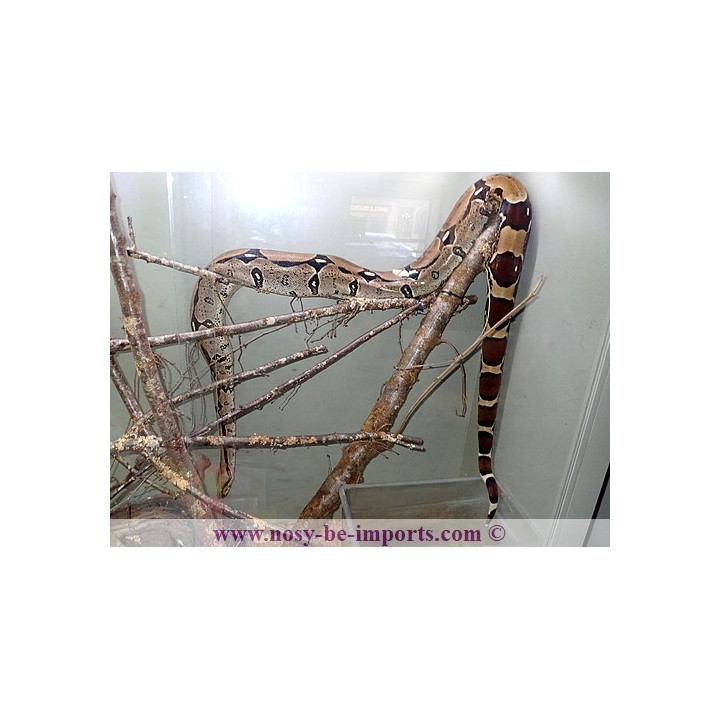 Boa constrictor constrictor Surinam