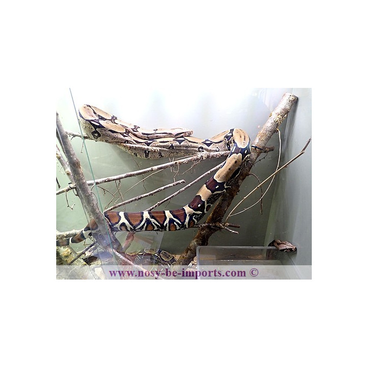 Boa constrictor constrictor Surinam