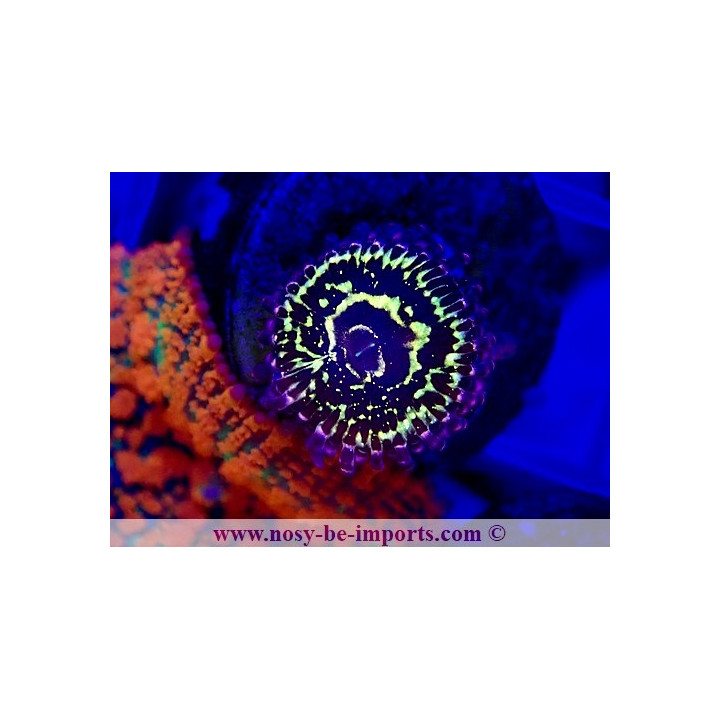 Zoanthus sp. "Stratosphere"