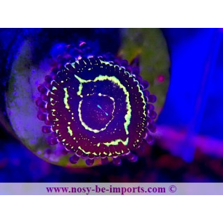 Zoanthus sp. "Stratosphere"