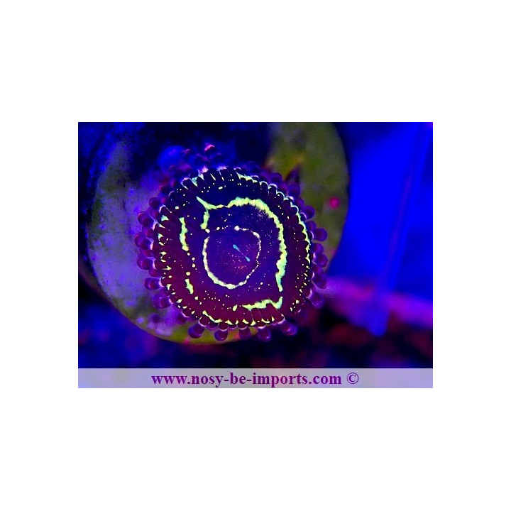 Zoanthus sp. "Stratosphere"