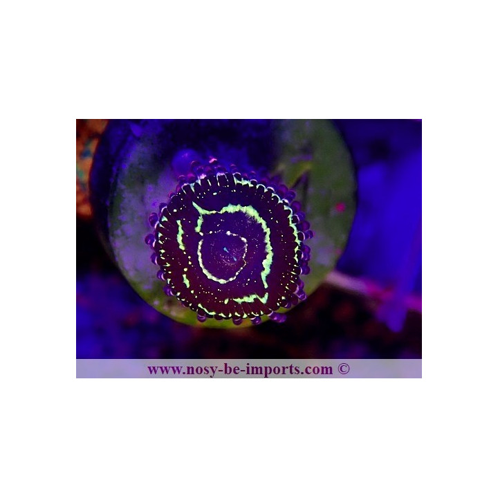Zoanthus sp. "Stratosphere"
