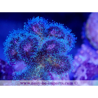 Pocillopora damicornis WYSIWYG 20092024-2