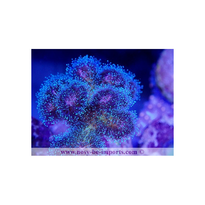 Pocillopora damicornis WYSIWYG 20092024-2
