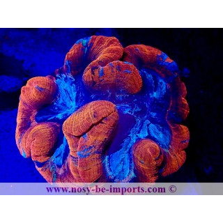 Trachyphyllia sp. WYSIWYG 20092024-5