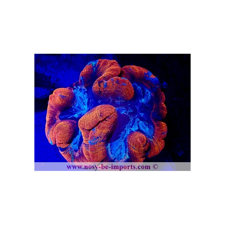 Trachyphyllia sp. WYSIWYG 20092024-5