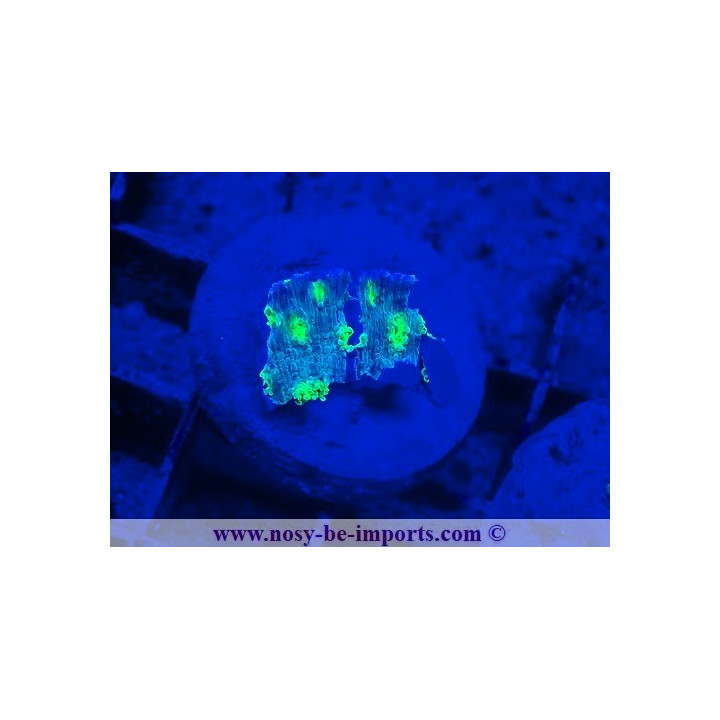 Echinopora lamellosa WYSIWYG 20092024-7