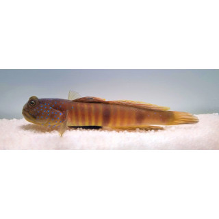 Cryptocentrus pavoninoides