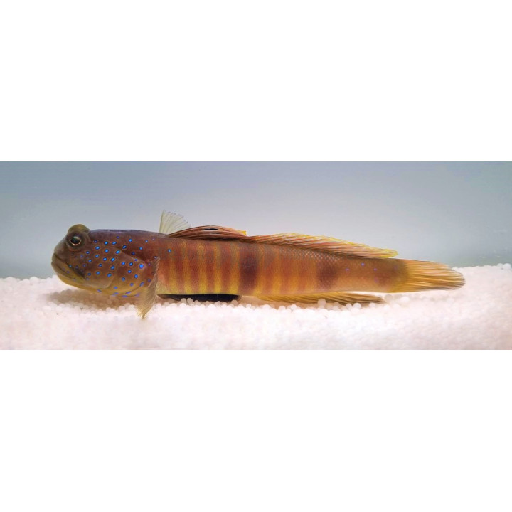 Cryptocentrus pavoninoides