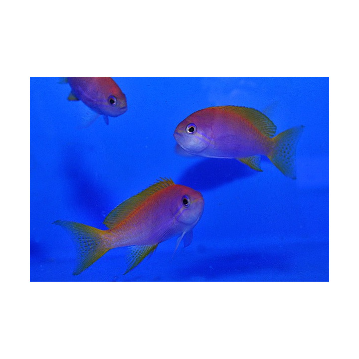 Pseudanthias bimaculatus