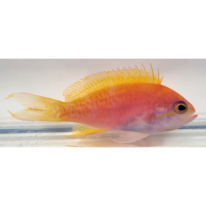 Pseudanthias bimaculatus