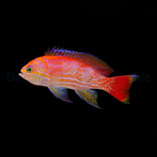 Pseudanthias bimaculatus