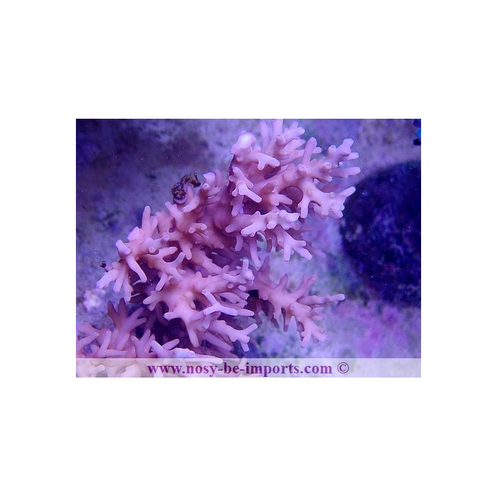Acropora carduus
