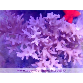 Acropora carduus