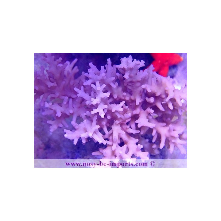 Acropora carduus